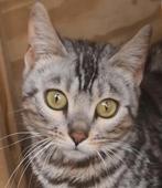 Mooie bengaal (fok)poes met stamboom nu beschikbaar, Dieren en Toebehoren, Katten en Kittens | Overige Katten, Poes, Kortharig