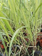 Surinaamse citroengras planten 2,50 euro per plant, Ophalen of Verzenden, Eenjarig, Overige soorten, Volle zon