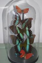 Vlinderstolp met diverse vlinders, Huis en Inrichting, Woonaccessoires | Stolpen, Ophalen of Verzenden, Nieuw