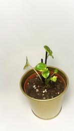 Aurea variegated peperomia rana verde, Huis en Inrichting, Kamerplanten, Ophalen of Verzenden