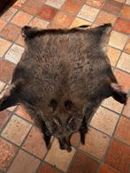 Wild Zwijn vacht / vel, Ophalen, Gebruikt, Wild dier, Opgezet dier