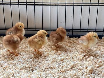 Rhode island red kuikens 6x beschikbaar voor biedingen
