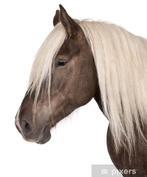 GEZOCHT: (pension)plek voor rustige en lieve merrie, Weidegang, 1 paard of pony