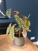 Begonia Maculata - Forel Begonia plantje, Tuin en Terras, Planten | Tuinplanten, Vaste plant, Halfschaduw, Zomer, Ophalen