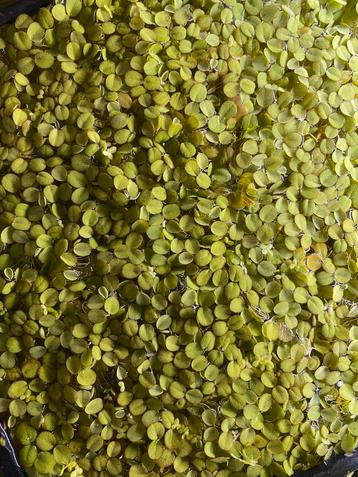 Salvinia minima drijfplant beschikbaar voor biedingen