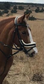 Qhp Bonte hoofstel maat full, Ophalen of Verzenden