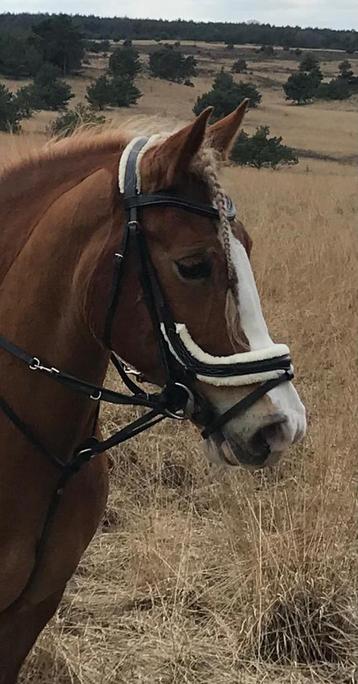 Qhp Bonte hoofstel maat full beschikbaar voor biedingen