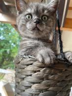 Raszuivere Britse Korthaar katten ter adoptatie, Dieren en Toebehoren, Katten en Kittens | Overige Katten, Meerdere dieren