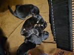 Rottweiler x husky pups, Dieren en Toebehoren, Reu, Meerdere, Rottweiler, Nederland