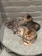 Lieve Britse Korthaar Kittens, Dieren en Toebehoren, Katten en Kittens | Raskatten | Korthaar, Meerdere dieren, Ontwormd, 0 tot 2 jaar
