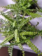 steenbreekvaren Asplenium soorten, Tuin en Terras, Planten | Tuinplanten, Varens, Halfschaduw, Vaste plant, Ophalen of Verzenden