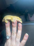 Wimpergekko te koop, Dieren en Toebehoren, Reptielen en Amfibieën, 0 tot 2 jaar, Hagedis