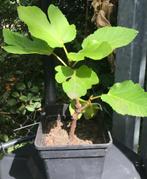 vijgeboom ( stek ), Tuin en Terras, Volle zon, Vaste plant, Ophalen of Verzenden, Zomer