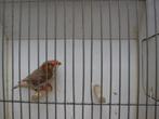 koppel oranjeborst zwartborst bruine zebravinken, Dieren en Toebehoren, Vogels | Overige Vogels, Meerdere dieren