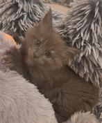 Main coon kanjer, Dieren en Toebehoren, Kater, Gechipt, 0 tot 2 jaar