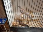 Diamandduifjes, Dieren en Toebehoren, Vogels | Overige Vogels