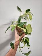 Rhaphidophora Tetrasperma Variegated, Ophalen of Verzenden, Overige soorten, Minder dan 100 cm