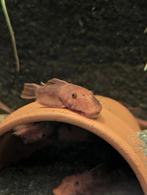 Ancistrus LDA-016, Dieren en Toebehoren, Vis, Zoetwatervis