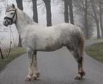 2 gave welsh pony’s, Dieren en Toebehoren, Pony's, Meerdere dieren, B, Met stamboom, 3 tot 6 jaar