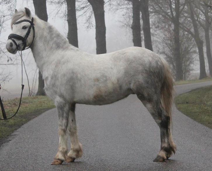 2 gave welsh pony’s, Dieren en Toebehoren, Pony's, Meerdere dieren, B, 3 tot 6 jaar, Met stamboom, Gechipt, Ontwormd