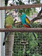 Goudschouderparkieten, Dieren en Toebehoren, Vogels | Parkieten en Papegaaien, Meerdere dieren, Parkiet, Geringd