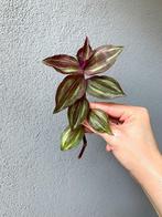 Tradescantia Zebrina Leprechaun stekjes, Huis en Inrichting, Ophalen of Verzenden, Overige soorten, Halfschaduw, Minder dan 100 cm