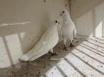 Witte mooie duiven, Dieren en Toebehoren, Meerdere dieren