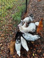 Diverse kleuren uilebaarden, Dieren en Toebehoren, Pluimvee, Meerdere dieren, Kip