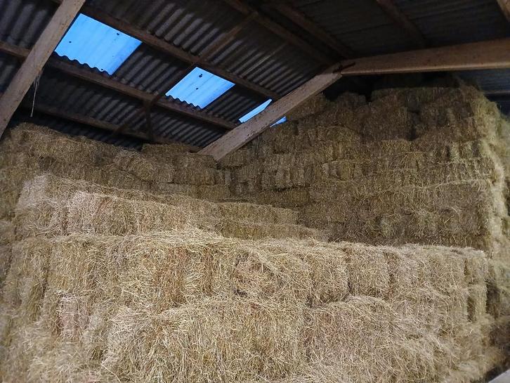 Hooi 1e snede Nieuwe oogst 2025, Dieren en Toebehoren, Dierenvoeding, Vee, Ophalen