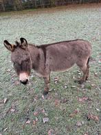 Ezel hengst, Dieren en Toebehoren, Januari, Mannelijk
