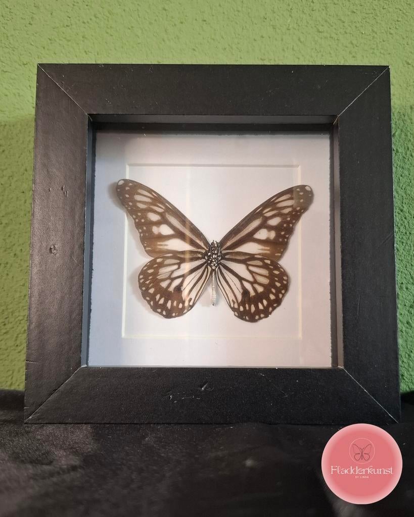 Ideopsis juventa - vlinder in strakke zwarte lijst, Ophalen of Verzenden, Nieuw, Insect, Opgezet dier