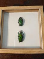 Kevers in lijst, Verzamelen, Dierenverzamelingen, Ophalen of Verzenden, Insect, Opgezet dier