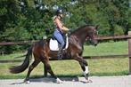 Mooie, koele 3-jarige merrie, Merrie, Dressuurpaard, 3 tot 6 jaar
