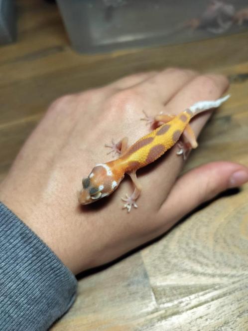 jonge/ baby luipaardgekko, Dieren en Toebehoren, Reptielen en Amfibieën, Hagedis, 0 tot 2 jaar