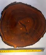 Boomstamschijf gelakt, Ophalen of Verzenden, Nieuw