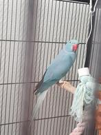 Halsbandparkiet, Dieren en Toebehoren, Vrouwelijk, Parkiet