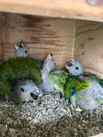 Jonge amazone papegaaien, Dieren en Toebehoren, Geslacht onbekend, Papegaai, Geringd