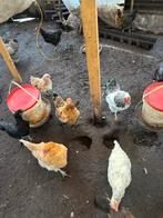 Mooi gezond kippen 20 kippen 1 haan, Dieren en Toebehoren, Vrouwelijk, Kip