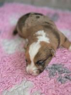 Welsh Corgi cardigan, Parvo, 8 tot 15 weken, Meerdere, Nederland