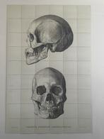 IXXI 120 x 180 cm. “The Skull”, Schilderij, Ophalen of Verzenden, 100 tot 125 cm, 75 cm of meer