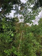 Boswilg / Salix Caprea . ongeveer 3 meter hoog . staat in de, Overige soorten, 250 tot 400 cm, Zomer, Ophalen