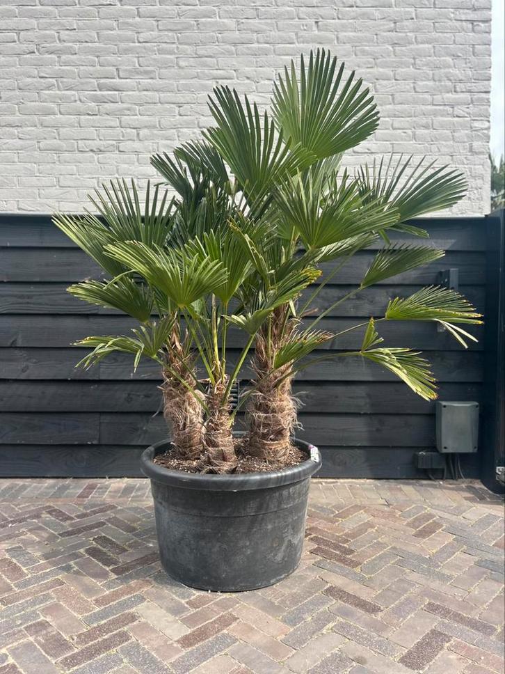 Trachycarpus wagnerianus meerstammige palmbomen, Tuin en Terras, Planten | Bomen, Palmboom, Volle zon, Zomer, Ophalen