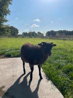 Quessant bokjes, Dieren en Toebehoren, Schapen, Geiten en Varkens, Mannelijk, Schaap, 0 tot 2 jaar
