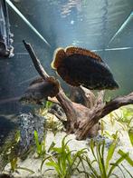 2x Ctenopoma acutirostre, ook bekend als de luipaardgoerami, Vis