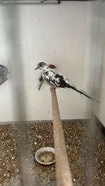 Diamant duifjes, Meerdere dieren