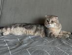 Katter vermist, Dieren en Toebehoren, Kat