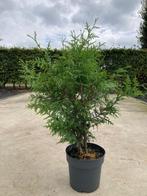 Thuja Occidentalis Brabant haag met kluit!, Ophalen, Conifeer, Haag, 100 tot 250 cm