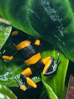 Oophaga lehmanni red 1.0.1, Dieren en Toebehoren, Amfibie, 0 tot 2 jaar