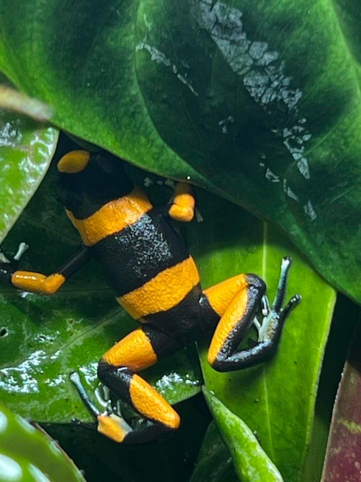 Oophaga lehmanni red 1.0.1, Dieren en Toebehoren, Reptielen en Amfibieën, Amfibie, 0 tot 2 jaar