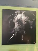 Dibond schilderij Olifant 120x120 cm met matte afwerking, Ophalen, Zo goed als nieuw, Schilderij, 100 tot 125 cm
